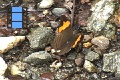 Scene 098_Adelpha irma drinking water on gravel road